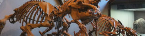 パレオパラドキシア骨格模型